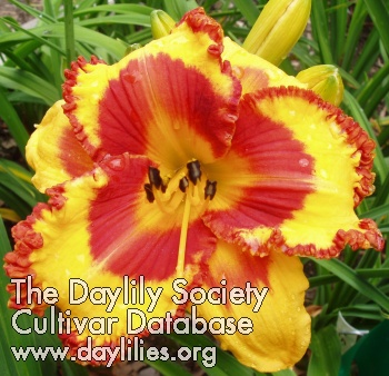 Daylily Small World Fire in the Hole